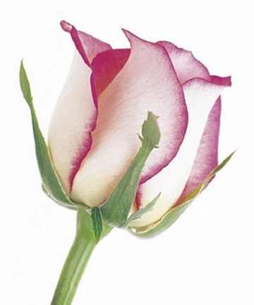 Framed Rose in Bloom Print