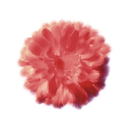 Framed Petales Rouges III Print