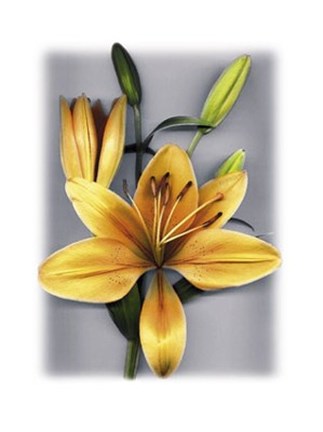 Framed Yellow Lily Print