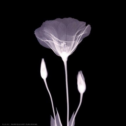 Framed Poppy in Lace Print