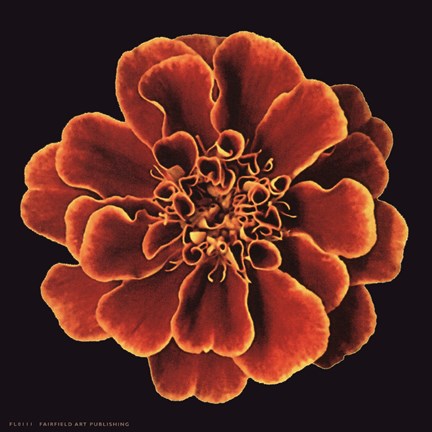 Framed Caramel Ruffles Print