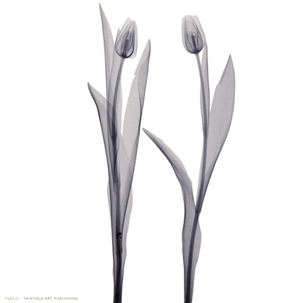 Framed Delicate Duo Print