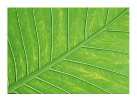 Framed Verdant Form III Print