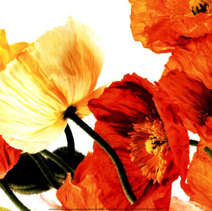 Framed Poppies III Print