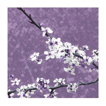 Framed Blossom in Lilac Print