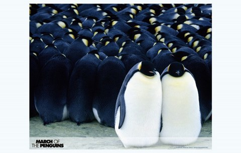 Framed March of the Penguins Together Print
