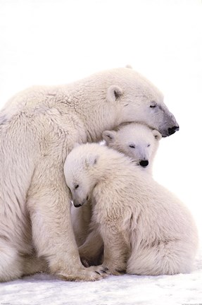 Framed Polar Bear Family Print