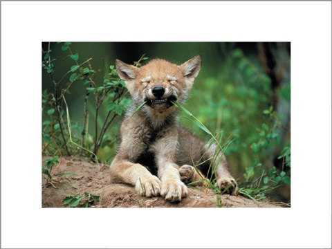 Framed Wolf Cub Print