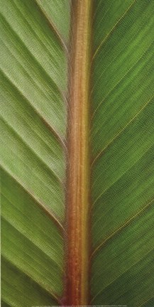 Framed Verdant Trio II Print