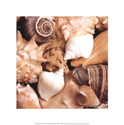 Framed Beachside Shells Print