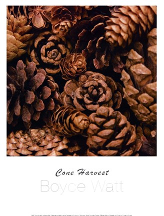 Framed Cone Harvest Print