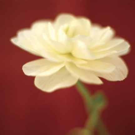 Framed Ivory on Red Print