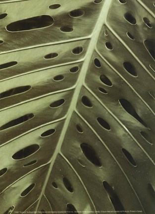 Framed Tropica II Print