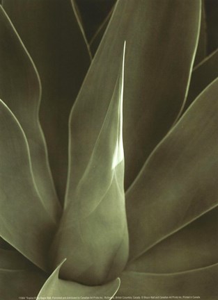 Framed Tropica III Print