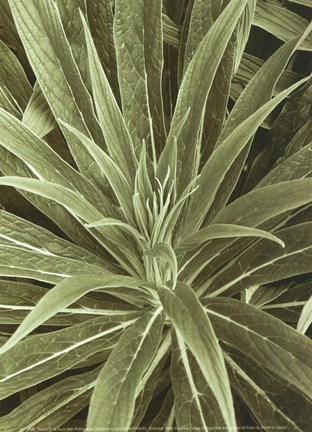 Framed Tropica IV Print