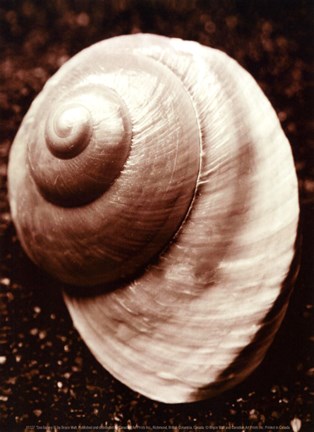 Framed Sea Gallery II Print