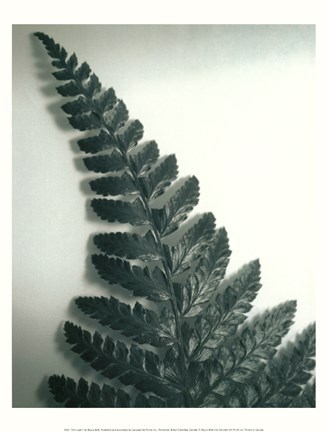 Framed Fern Leaf I Print