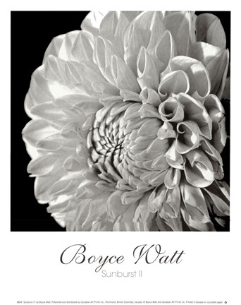 Framed Sunburst II Print