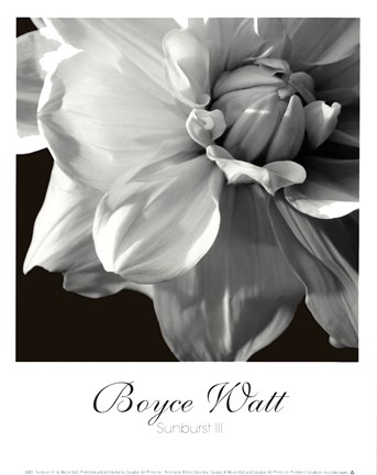 Framed Sunburst III Print