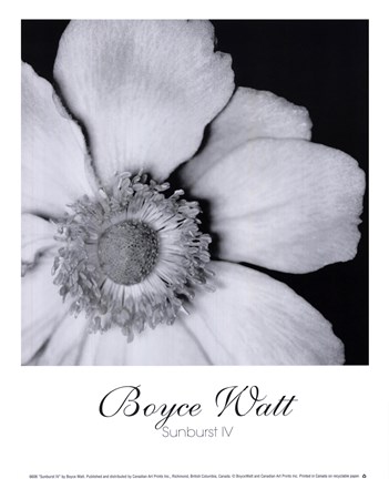 Framed Sunburst IV Print