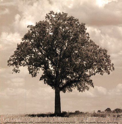 Framed Branching Out Print