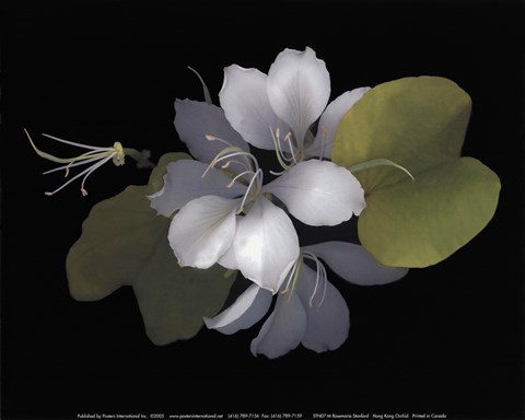 Framed Hong Kong Orchid Print