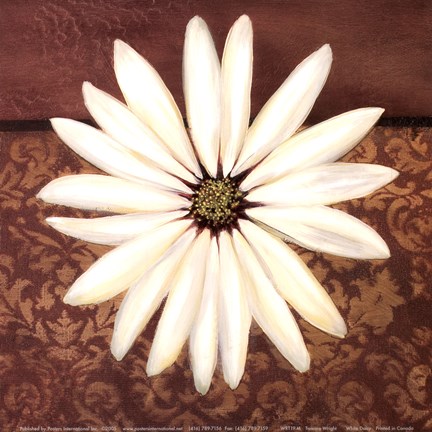 Framed White Daisy Print