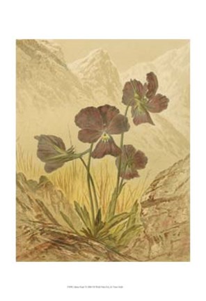 Framed Alpine Florals I Print