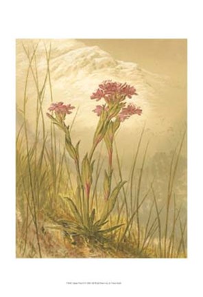 Framed Alpine Florals II Print