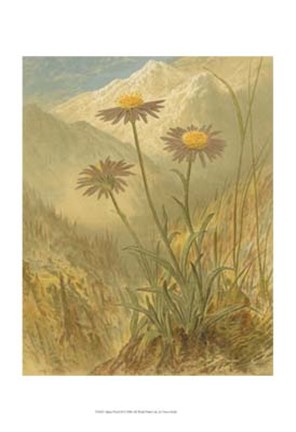 Framed Alpine Florals III Print