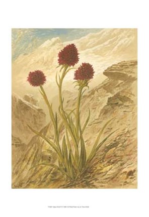 Framed Alpine Florals IV Print