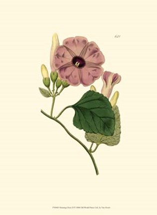 Framed Morning Glory II Print