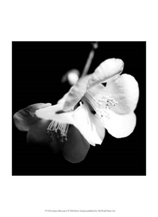 Framed Quince Blossoms I Print