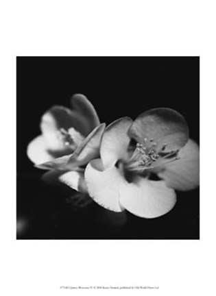 Framed Quince Blossoms IV Print