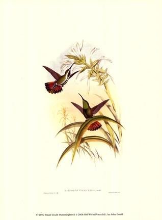 Framed Small Gould Hummingbird I Print