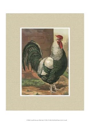 Framed Cassell&#39;s Roosters with Mat IV Print