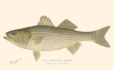 Framed Striped Bass Print