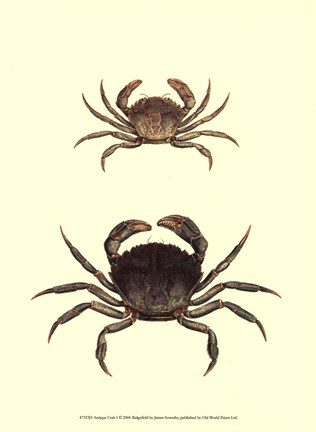 Framed Antique Crab I Print