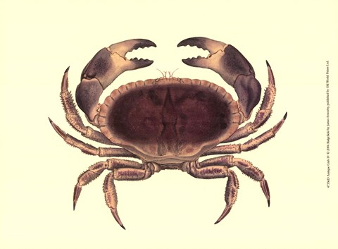 Framed Antique Crab IV Print
