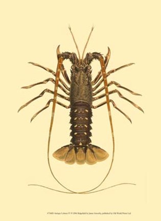 Framed Antique Lobster IV Print