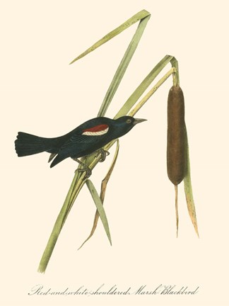 Framed Audubon&#39;s Blackbird Print