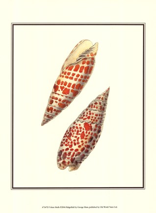 Framed Volute Shells Print