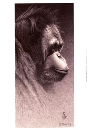 Framed Jo-Jo, the Orangutan Print