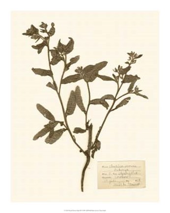 Framed Pressed Flower Study III Print