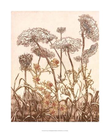 Framed Field of Lace II Print
