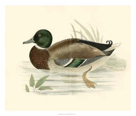 Framed Ducks I Print