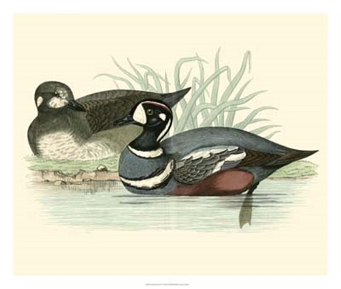 Framed Ducks IV Print