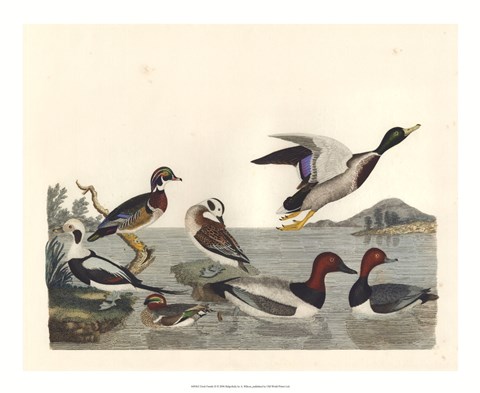 Framed Duck Family II Print