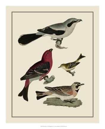 Framed Bird Family II Print