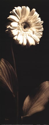 Framed Sunflower Print